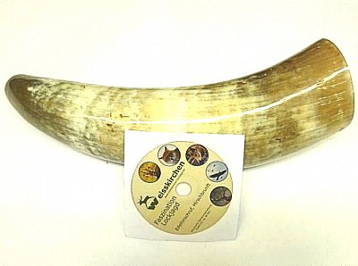 Jelení řevnice Weisskirchen s CD velká